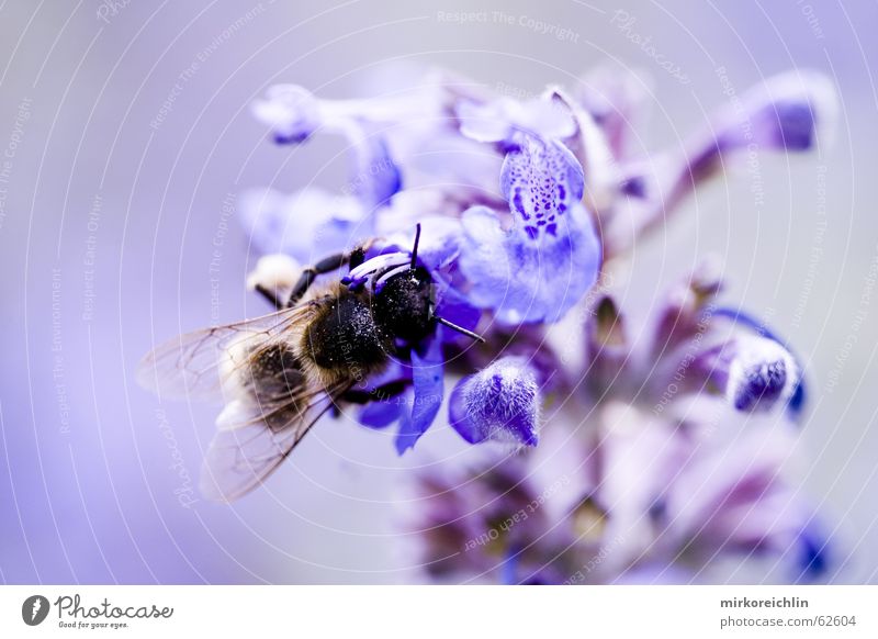 Aufklärung aufklären Biene Wespen Blume harmonisch Symbiose Unschärfe blau Flügel Makroaufnahme canon bigway Natur