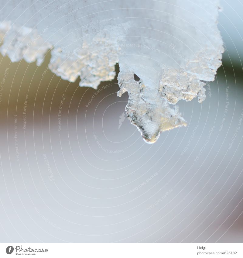 Tauwetter... Natur Urelemente Wassertropfen Winter Eis Frost Schnee hängen ästhetisch authentisch einfach fest Flüssigkeit nass natürlich grau weiß Stimmung