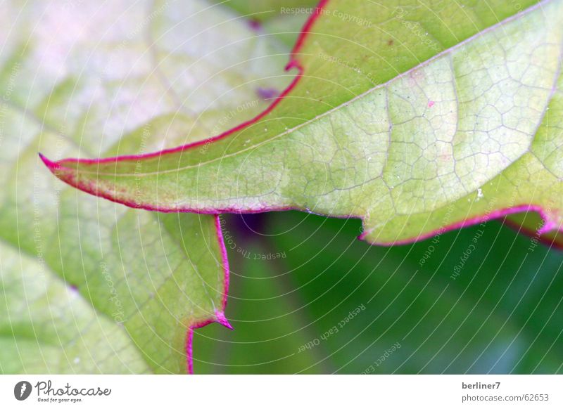 Natürliche Konturen Blatt grün Silhouette Natur Makroaufnahme rotumrandet