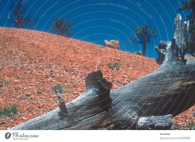 old story Baum Tod eigenwillig unfruchtbar rote erde Bryce Canyon USA alt