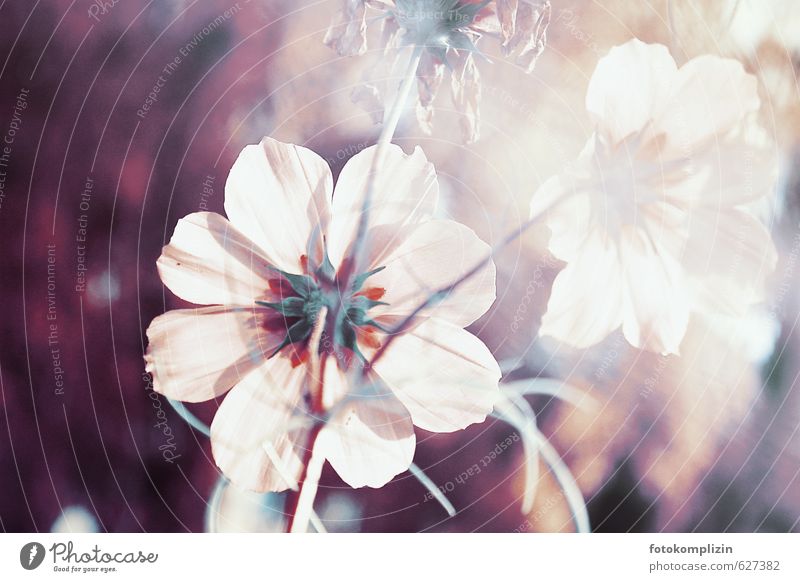 zarte, helle Cosmea - Blüten Cosmeablüte Blume weiss Blühend leuchten verblüht Wachstum ästhetisch Duft feminin hellrosa weiß Stimmung Reinheit Gelassenheit
