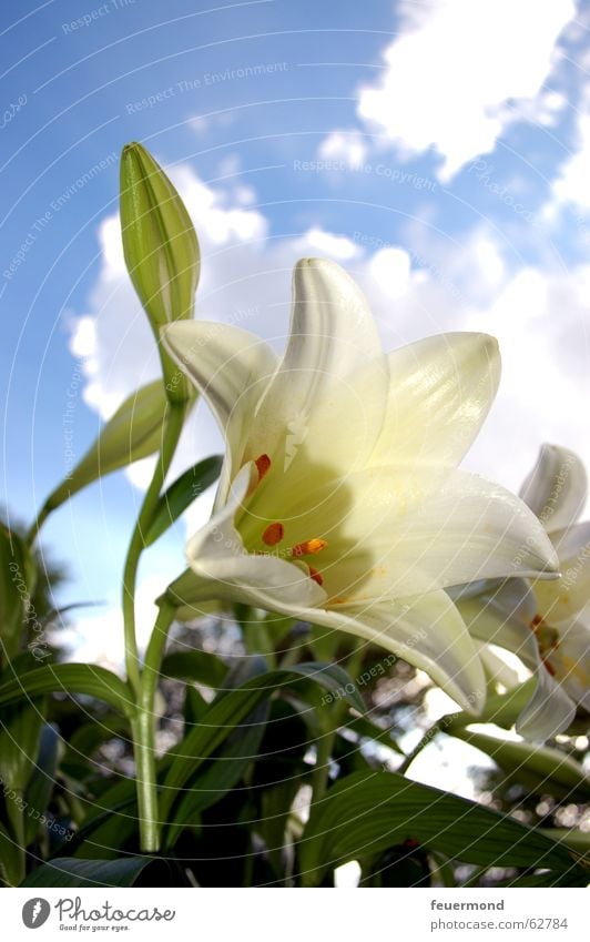 Lilium Lilien Pflanze Blume weiß grün Blüte Wolken Blatt Friedhof Beerdigung Natur Sonne Schönes Wetter Blauer Himmel blau lily bloom flower white