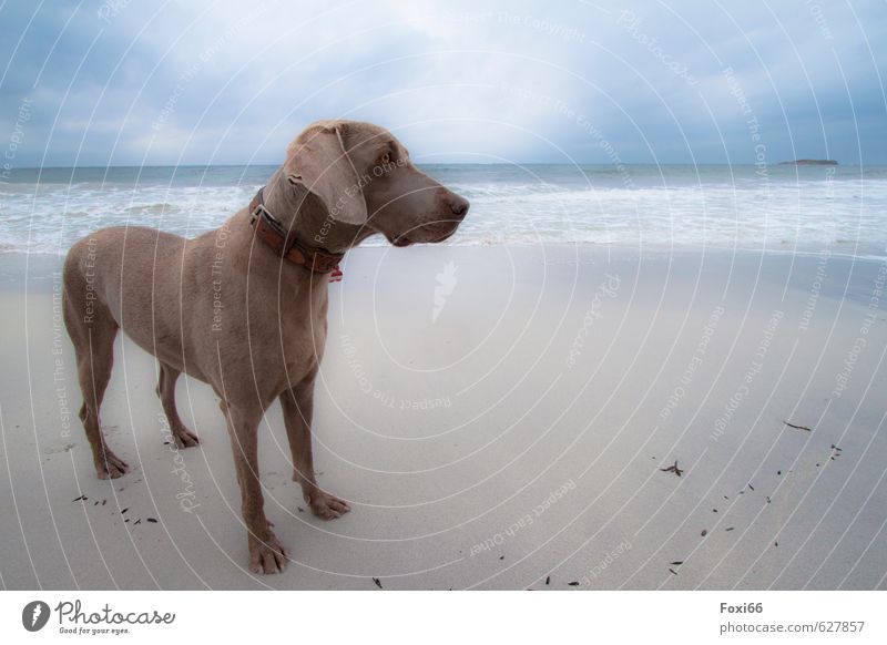 Tia am Strand Sand Wasser Himmel Wolken Herbst Fjord Haustier Hund 1 Tier muskulös Neugier dünn blau braun gelb grau rot Kraft Freundschaft Tierliebe Erholung