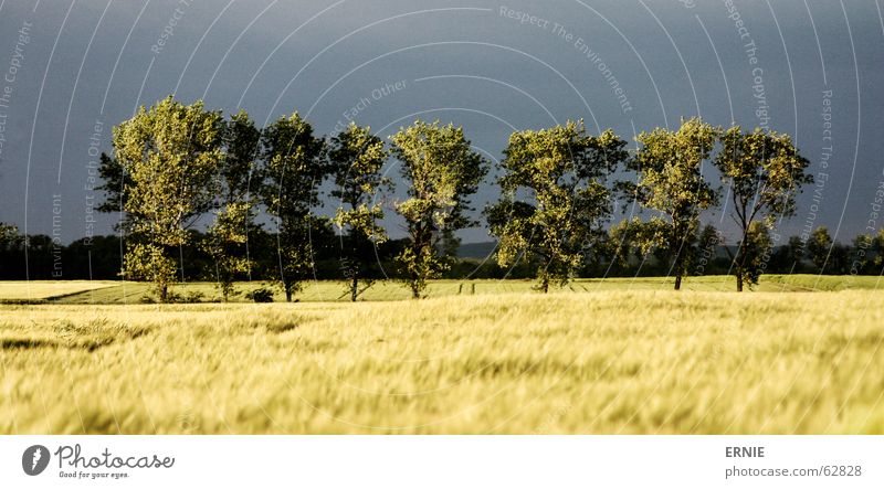 Baumdramatik/lol Feld Angst Baumreihe Landschaft Menschenleer Kornfeld Zentralperspektive