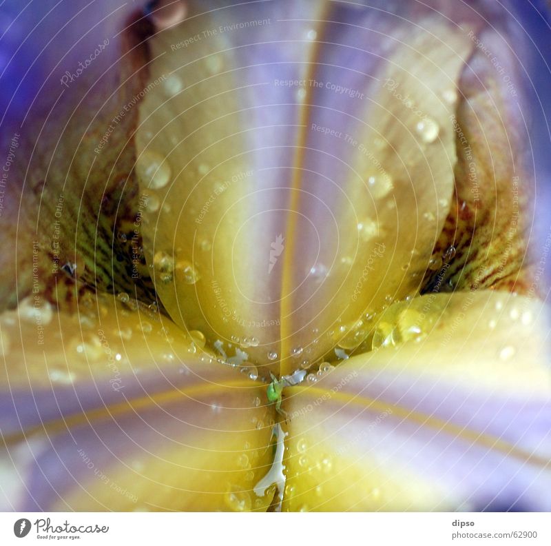 Sie läßt tief blicken Blüte Stengel gelb Denken tiefgründig unklar Makroaufnahme Pollen Wassertropfen Regen Nahaufnahme blau