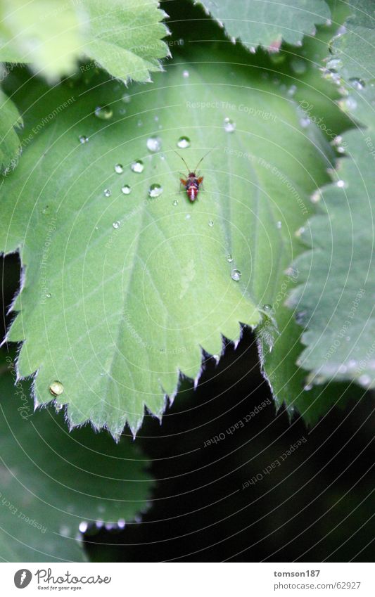 durst? Tier Insekt Erholung grün Wiese Sträucher Käfer Seil Natur