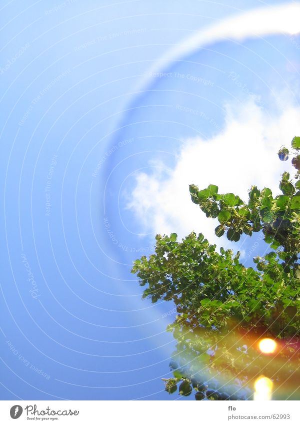 Welt in einer Blase Seifenblase Luft Licht Baum Sträucher Wolken Reflexion & Spiegelung Am Rand grün Kinderspiel Spielen Kunst Stil kultig Wasser Erde Wind