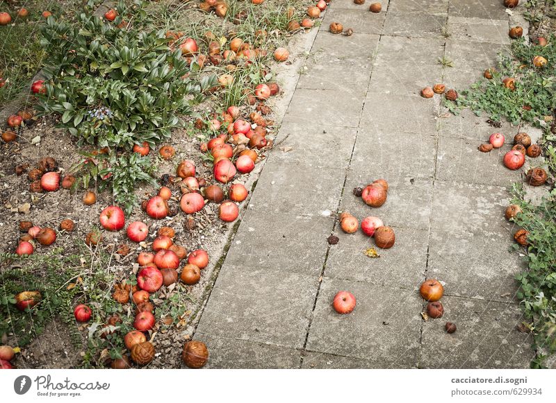 Der Weg in den Herbst Apfel Umwelt Schönes Wetter Garten Wege & Pfade kaputt natürlich trist grau grün rot Enttäuschung Erschöpfung verschwenden bizarr