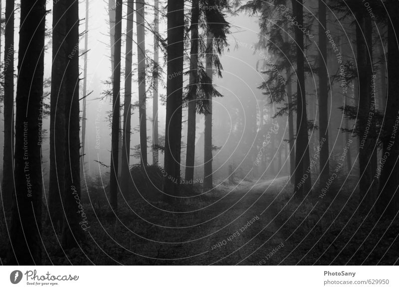 Weg ins nichts Natur Herbst Wetter Nebel Baum Wald grau schwarz Stimmung Fußweg dunkel Schwarzweißfoto Außenaufnahme Menschenleer Tag Schatten Kontrast