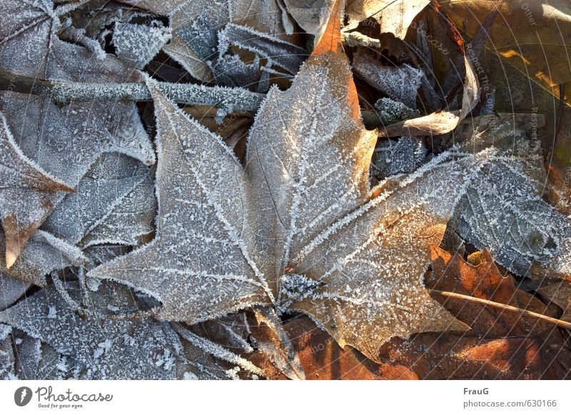 auftauen Natur Pflanze Sonne Sonnenlicht Winter Eis Frost Blatt Ahorn natürlich trocken braun weiß kalt gefroren Ahornblatt Eiskristall Farbfoto Außenaufnahme