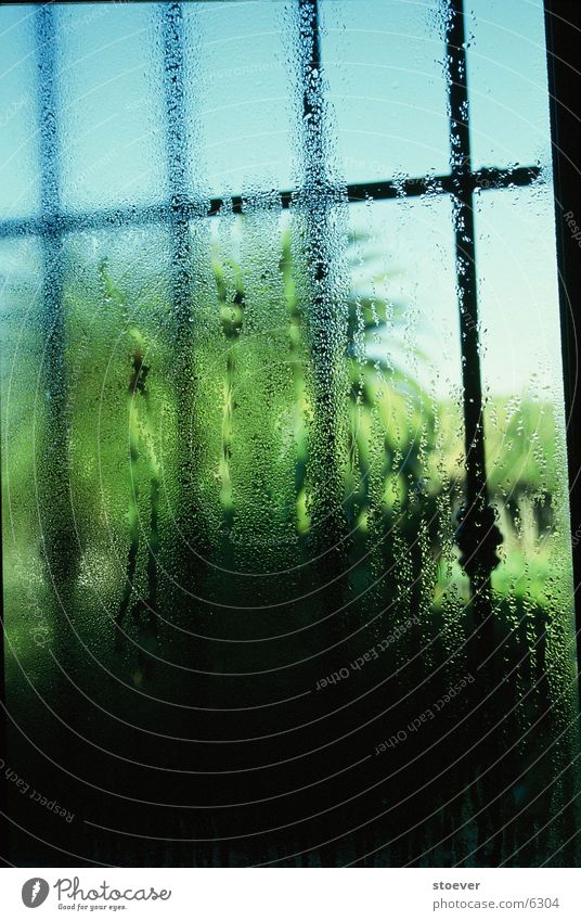 getrübteAussichten Palme Kondenswasser Bad Tag Gitterfenster