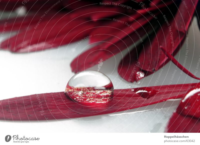 Wassatrobben rot Spiegel Wasser red Reflexion & Spiegelung Glas