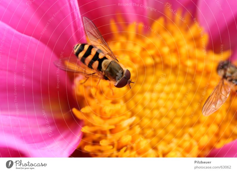 Sum Sum Sum Blume Biene rosa violett Makroaufnahme Leben Freude
