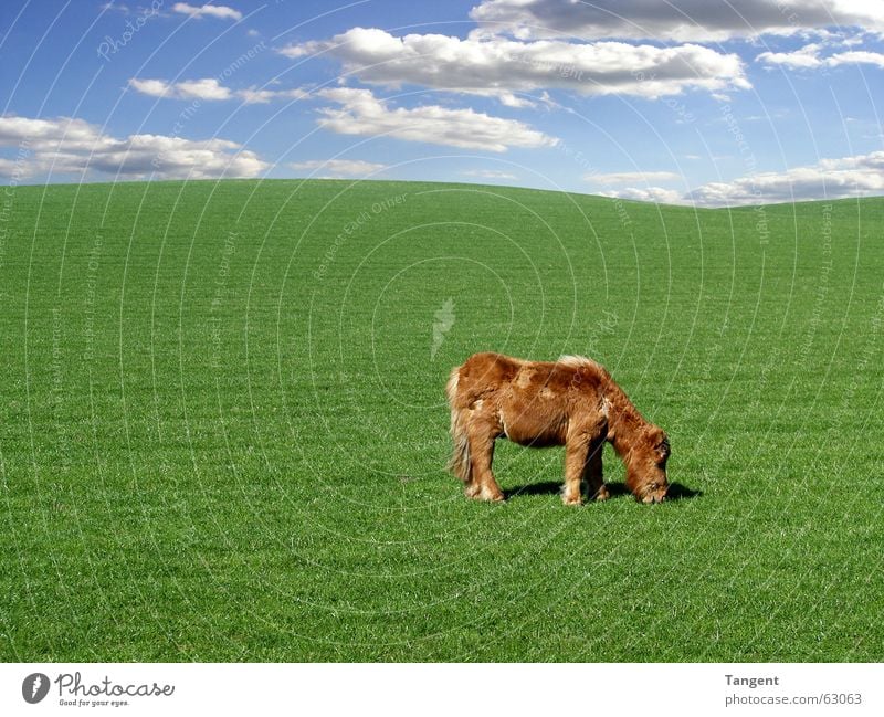 Der Spezialist ruhig Umwelt Himmel Wolken Gras Hügel Fell Tier Nutztier Pferd 1 Tierjunges blau grün Schottland shetland pony Hintergrundbild Textfreiraum links