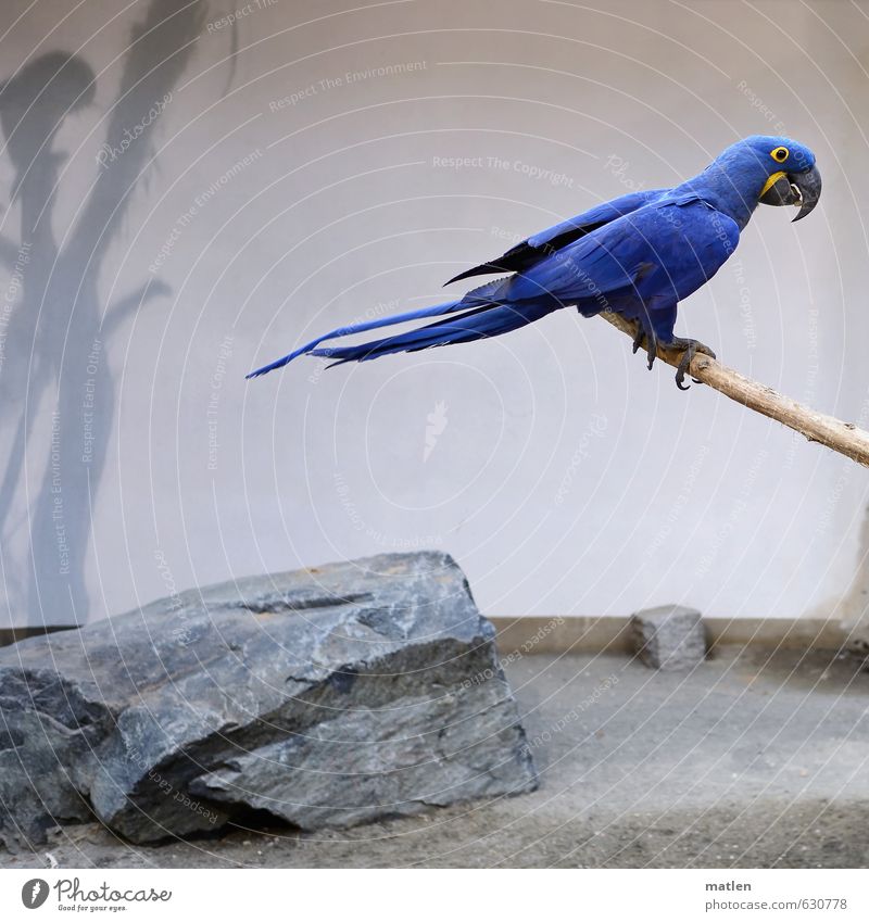 kobaltblau Tier Vogel 1 sitzen grau weiß Schatten Hyazinthara Farbfoto Menschenleer Tag