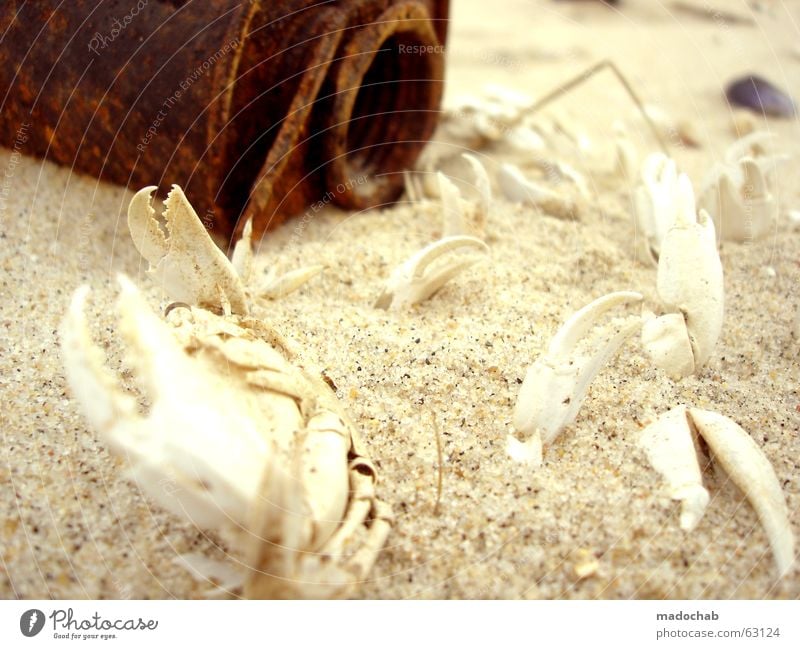 NEGATIV POSITIV | leben tod strand krebse skelett knochen Strand Meer Verfall töten Tier Skelett Dose Schrott Müll perspektivlos alternativ brennen Benzin Brand