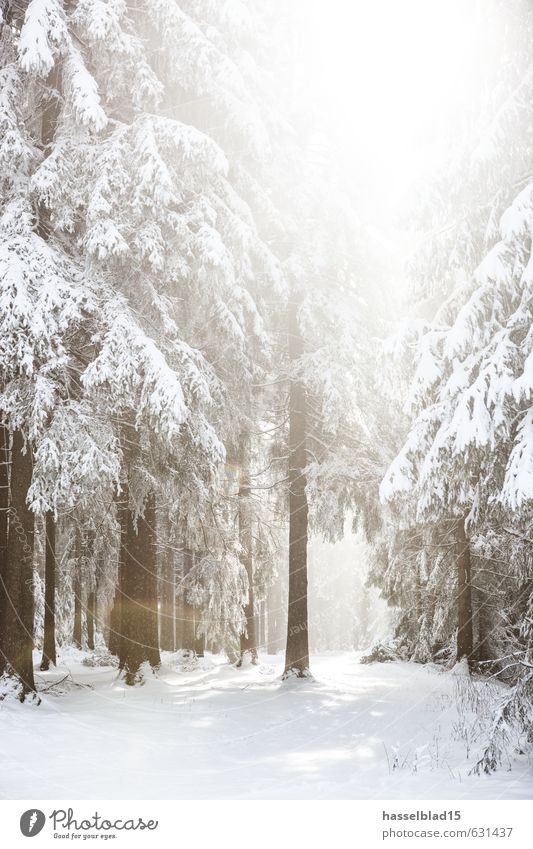 Winter-Wonder Freude Glück Gesundheit sportlich Wellness Leben harmonisch Wohlgefühl Zufriedenheit Sinnesorgane Erholung ruhig Kur Ferien & Urlaub & Reisen