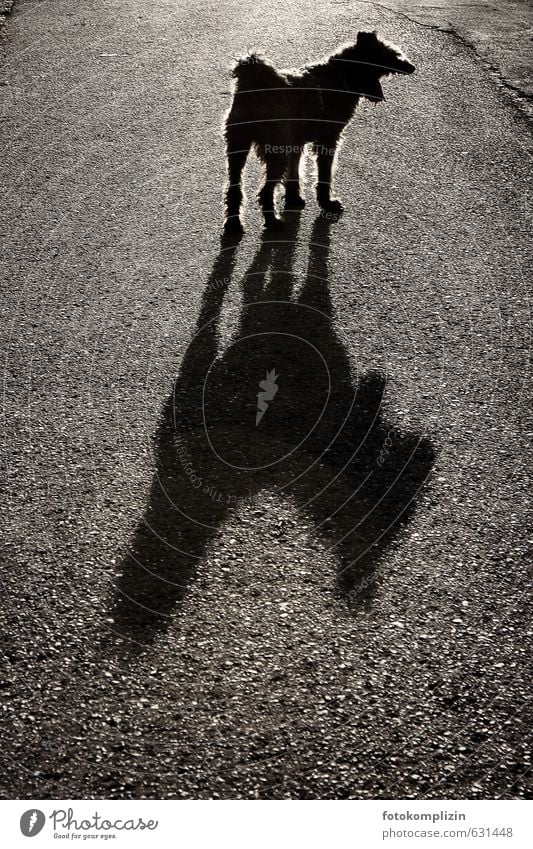 gähnender Hund mit großem Schatten Straßenhund Aggression Tier bedrohlich lustig schwarz Stimmung Mut Wachsamkeit gefährlich Respekt Volksglaube Wut