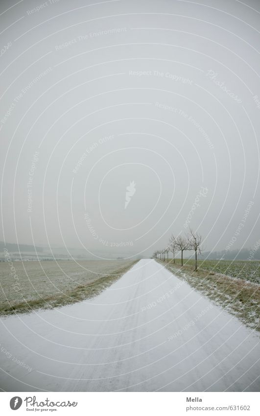 Immer der Nase nach Umwelt Natur Landschaft Winter Schnee Baum Wege & Pfade Wegkreuzung kalt lang natürlich trist grau trüb gerade geradeaus Kurve Farbfoto