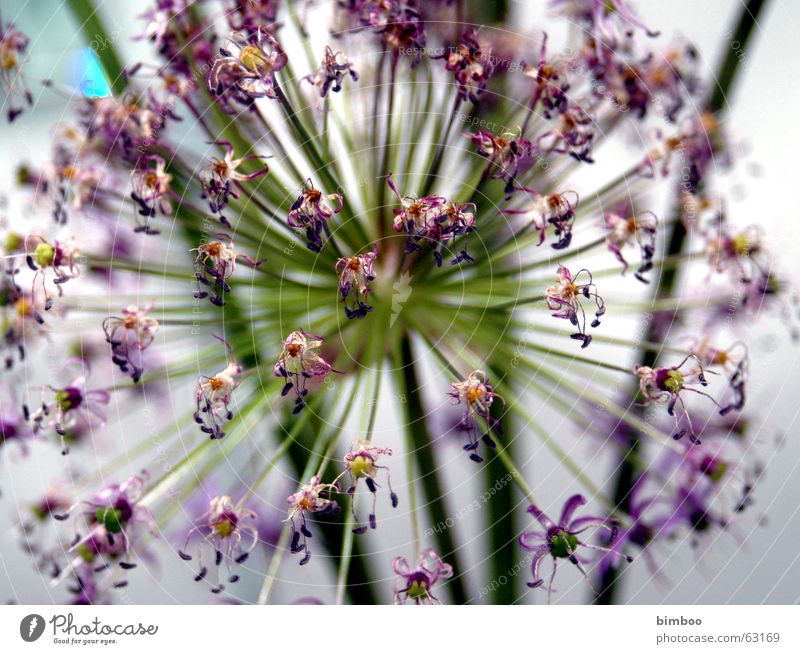 Flower Blume violett explosiv flower hubnspoke