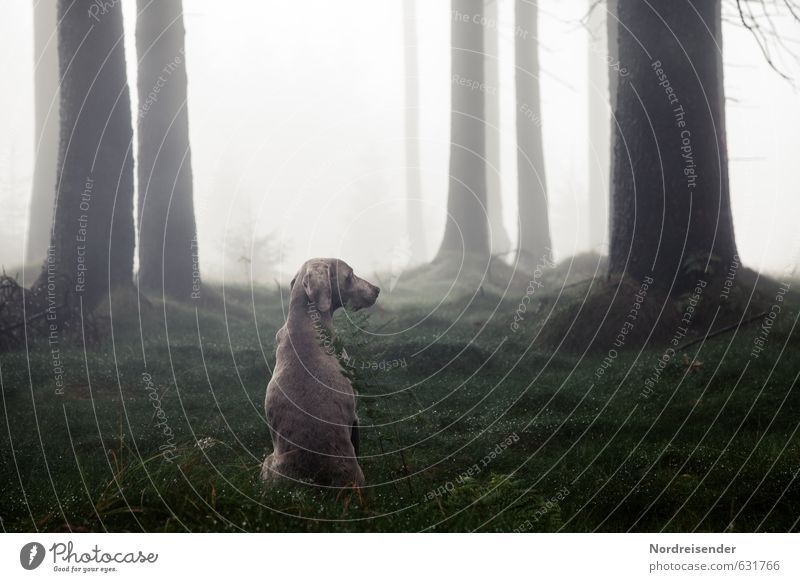 Aufpassen Leben Erholung ruhig Jagd Wassertropfen Wetter Nebel Baum Wald Tier Hund Willensstärke Vertrauen Sicherheit Schutz Tierliebe Wachsamkeit ästhetisch