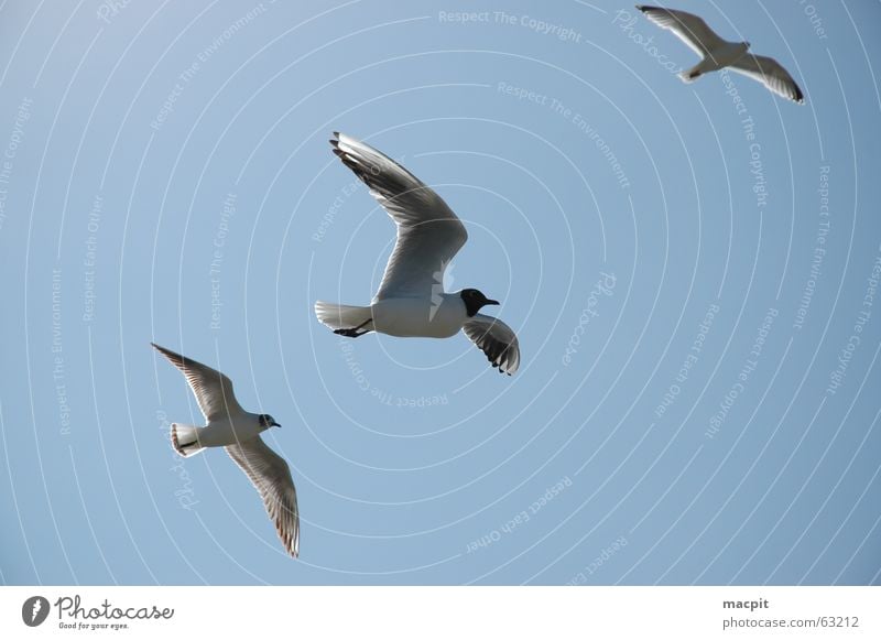 Jonathan livingstone seagulls Vogel See möve Himmel blau fliegen Luftverkehr frei Flügel