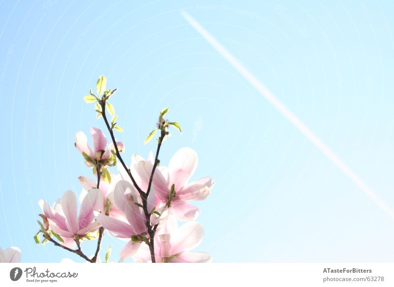 Wann wirds mal wieder richtig Sommer Blume rosa Blüte Kondensstreifen Flugzeug Baum Frühling Außenaufnahme himel blau Klarheit Ast Sonne Ferne Freiheit