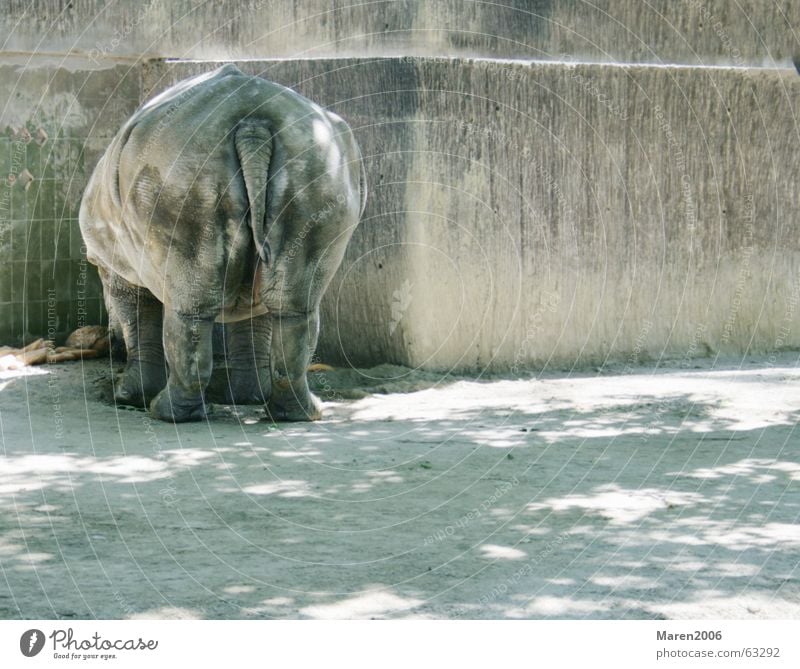 Hübscher Hintern Nashorn Zoo Tier Hinterteil dick Barcelona lustig Einsamkeit Fett dickhäuter