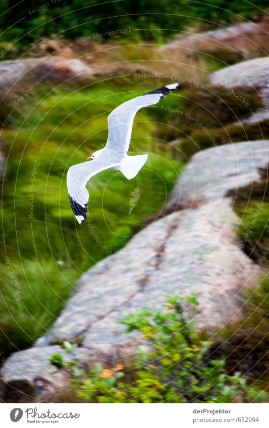 Möve im Anflug Umwelt Natur Landschaft Pflanze Tier Felsen Küste Fjord Ostsee Vogel Flügel Möwe 1 sportlich Klischee Gefühle Stimmung Glück Freiheit Fliege