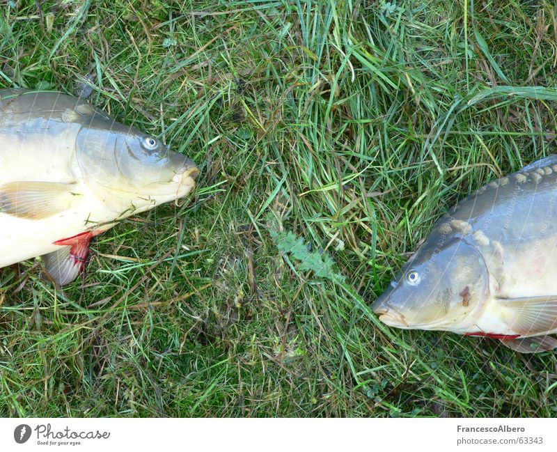 Ausgeblickt Angeln Wiese Glätte kalt Fisch Karpfen Tod Blick Auge