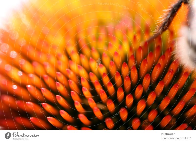 AUA-Flower Blume Hummel orange Makroaufnahme nahaufname Spitze Leben Freude dof
