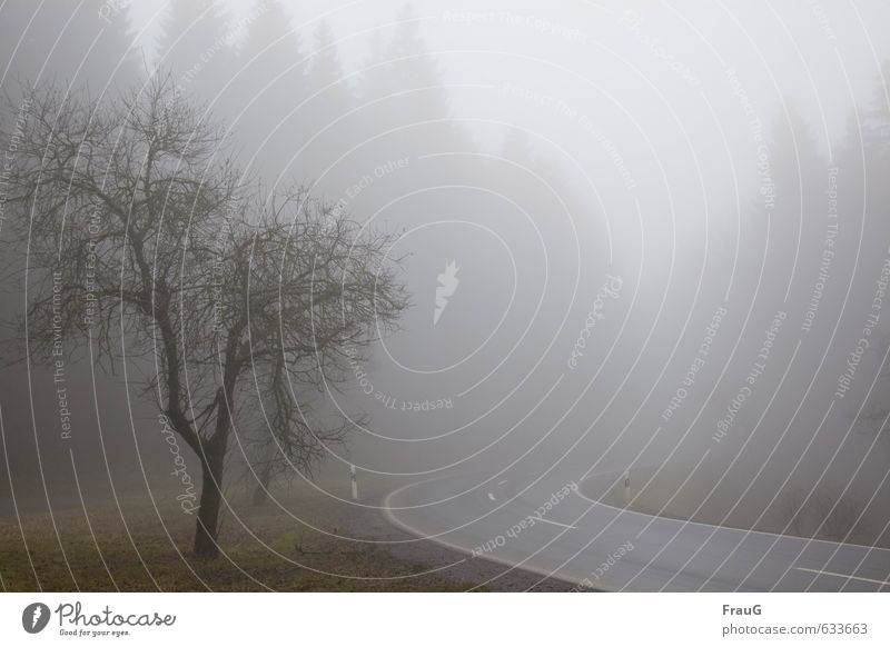 Wetter (101) Natur Landschaft Winter Nebel Baum Wald Straße dunkel grau Endzeitstimmung Schilder & Markierungen schlechte Sicht Kurve Farbfoto Außenaufnahme