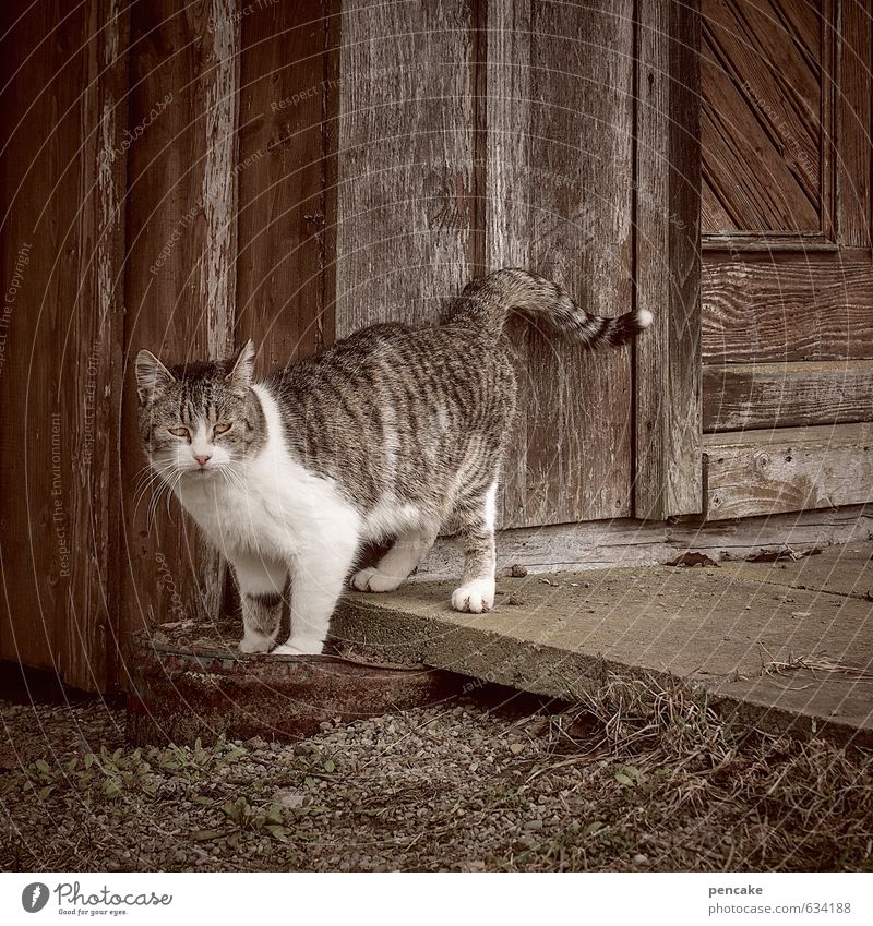 einzelgänger | in Hütte Treppe Tür Tier Katze 1 Zeichen ästhetisch authentisch frei Stadt Wärme feminin Einsamkeit einzigartig einzeln Tigerkatze