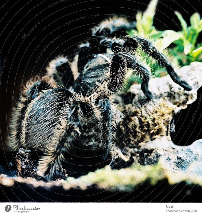 Spinne Vogelspinne Ekel bissig 8 Haare & Frisuren Beine Netz