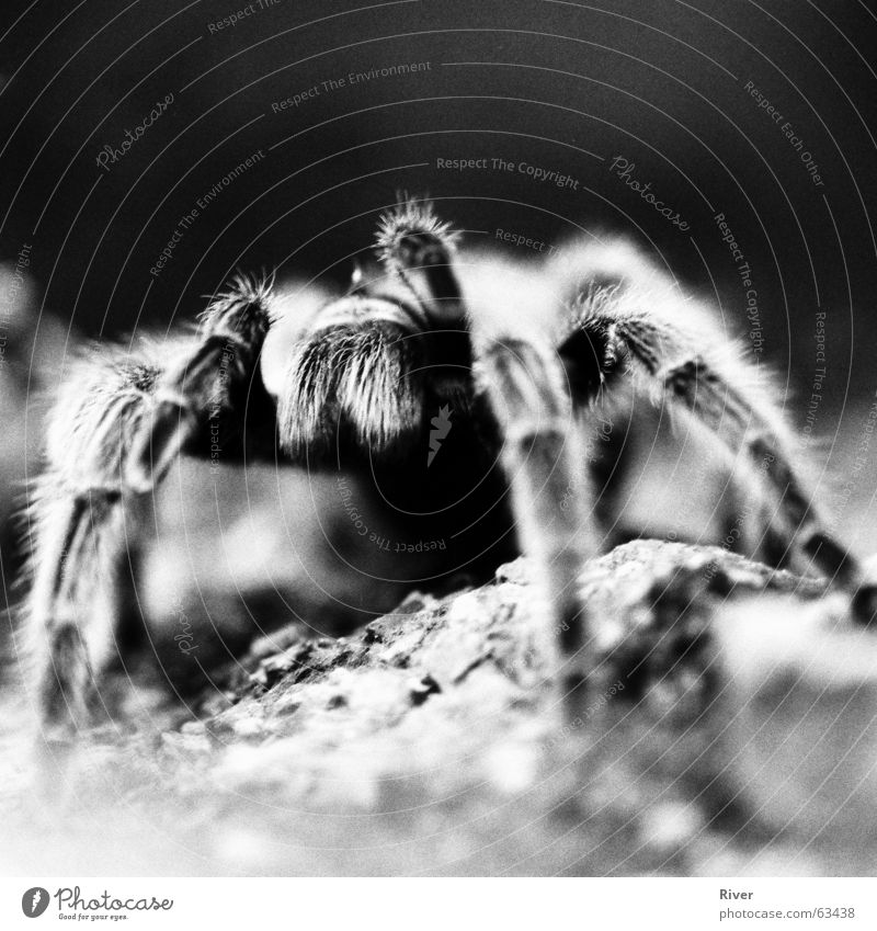 Spinne 3 Vogelspinne bissig 8 Schwarzweißfoto Beine Netz