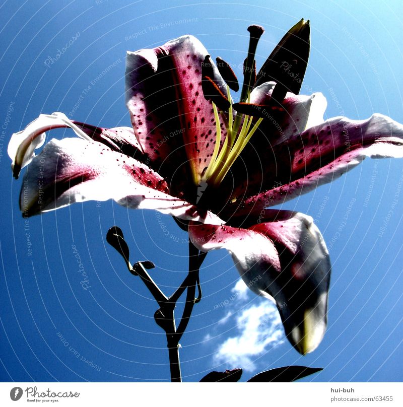 fleischfressendepflanze? Blume Frühling Hoffnung Lilien Freiheit Duft blue Leben