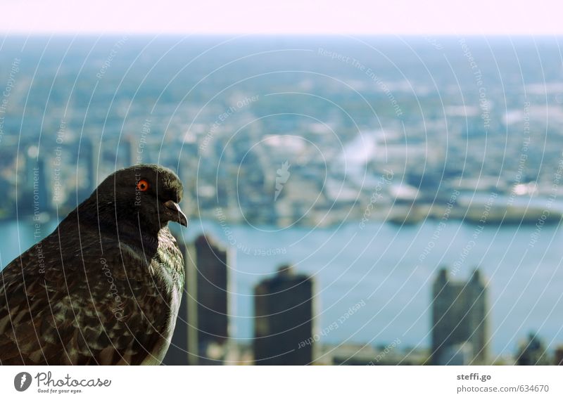 guter Ausblick New York City Stadt Hauptstadt Stadtzentrum Menschenleer Hochhaus Empire State Building Tier Wildtier Vogel Taube 1 beobachten bedrohlich Neugier