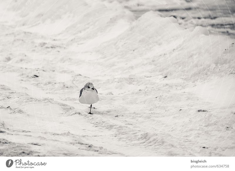 Schneemöwe Tier Vogel Möwe 1 frieren Blick stehen Coolness klein grau weiß Gelassenheit geduldig ruhig kalt Verzweiflung Strand Schneefall Schwarzweißfoto