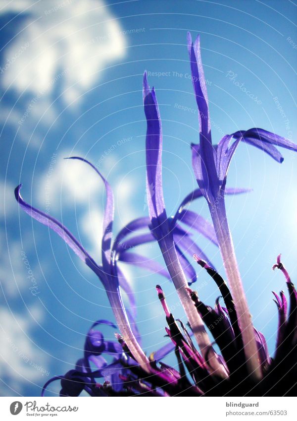 Flocken-Flower-Power Wolken Pflanze violett Blüte Sommer ästhetisch Wiesenflockenblume Korbblütengewächs Zierpflanze Himmel Schatten Anmut schön flower clouds