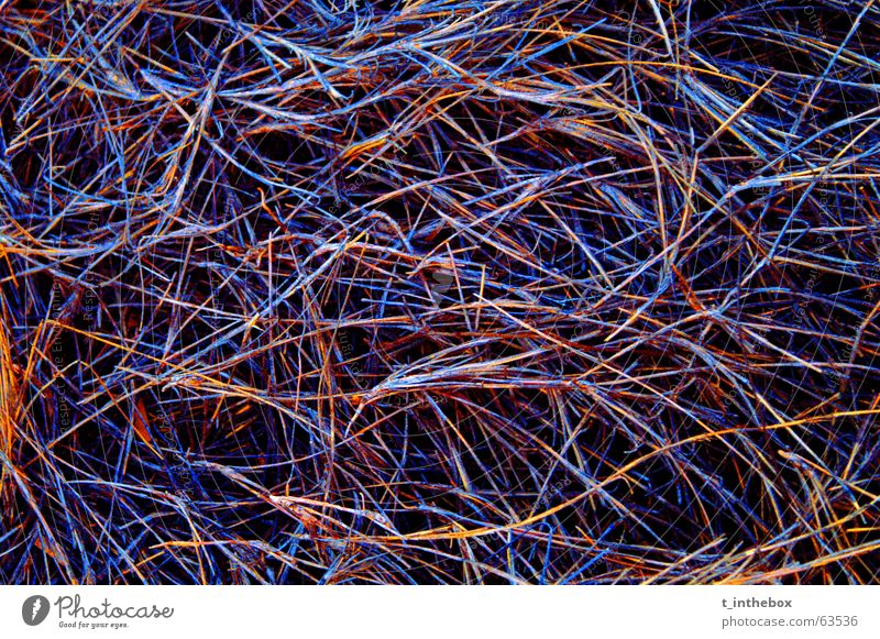 Outback Colors Gras Stroh Australien mehrfarbig Strukturen & Formen organisch outack colorful colourful Farbe organic blue orange