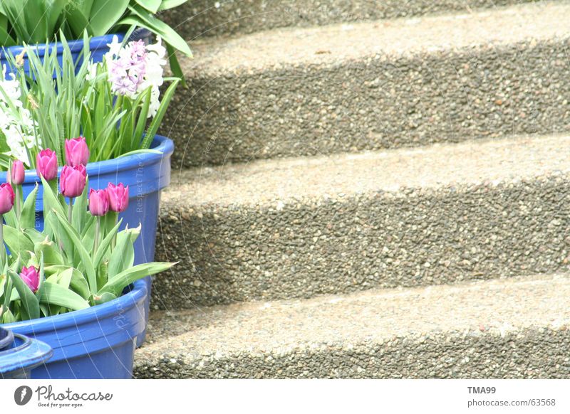 nach oben Tulpe Blumentopf violett weiß grün Frühling Haus Pflanze blau Treppe Schatten Garten Idylle Bauernhof