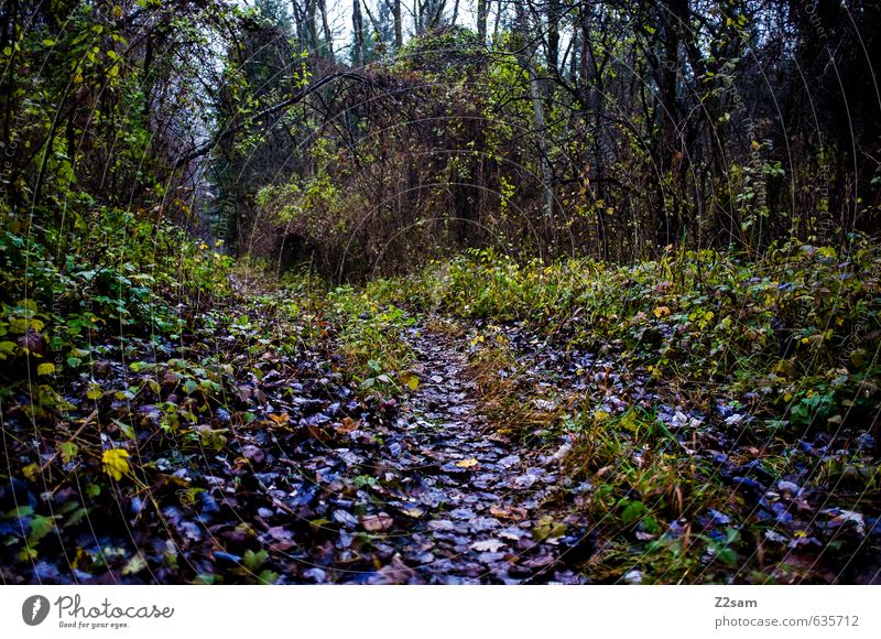 waldweg Umwelt Natur Landschaft Herbst schlechtes Wetter Nebel Baum Sträucher Wald dunkel gruselig kalt grün violett Perspektive Surrealismus Wege & Pfade Blatt