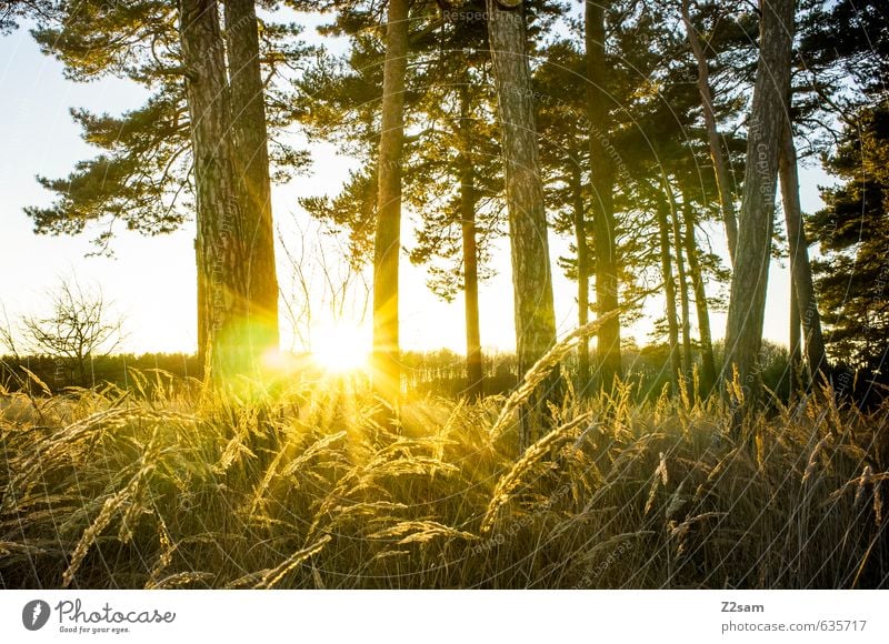 Feierabend Umwelt Natur Landschaft Sonne Sonnenaufgang Sonnenuntergang Sonnenlicht Herbst Schönes Wetter Baum Gras Sträucher Wald frisch Wärme Frühlingsgefühle