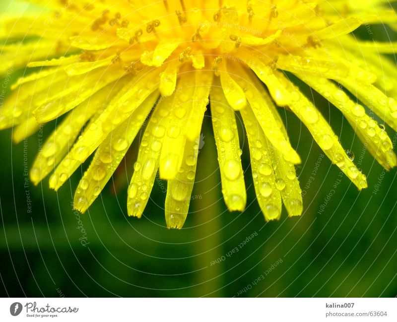 die kleine Halb-Sonne Blume gelb Natur