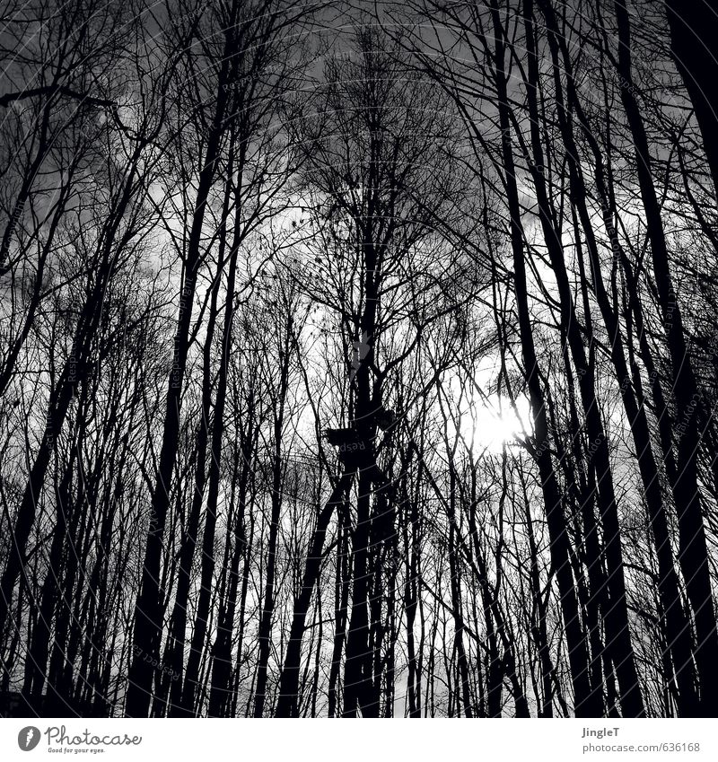 nichtlichtdicht Umwelt Natur Winter Baum Wald Blick Wachstum frei schwarz weiß Wahrheit entdecken Schwarzweißfoto Außenaufnahme Menschenleer Tag Licht Schatten