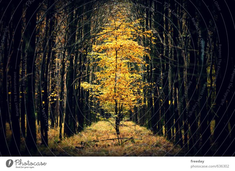 Der König Kunst Umwelt Natur Pflanze Herbst Baum exotisch Wald Urwald glänzend stehen leuchten elegant Erfolg Gesundheit groß lustig saftig schön stark gelb