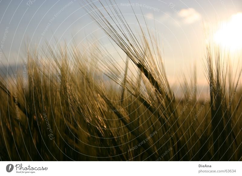 Zeit zum Reifen (1) Kornfeld Ähren Abendsonne Gerste Natur Himmel Wärme cornfield spike setting sun sky barley