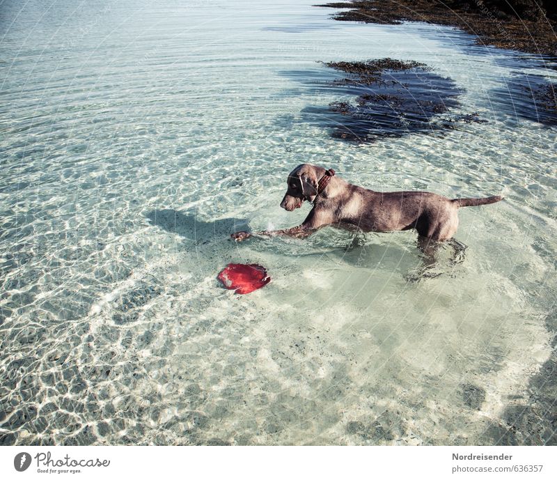 Meine Scheibe ist schon wieder weg..... Sommer Meer Wasser Schönes Wetter Tier Hund 1 Schwimmen & Baden Fitness Freundlichkeit Fröhlichkeit frisch lustig