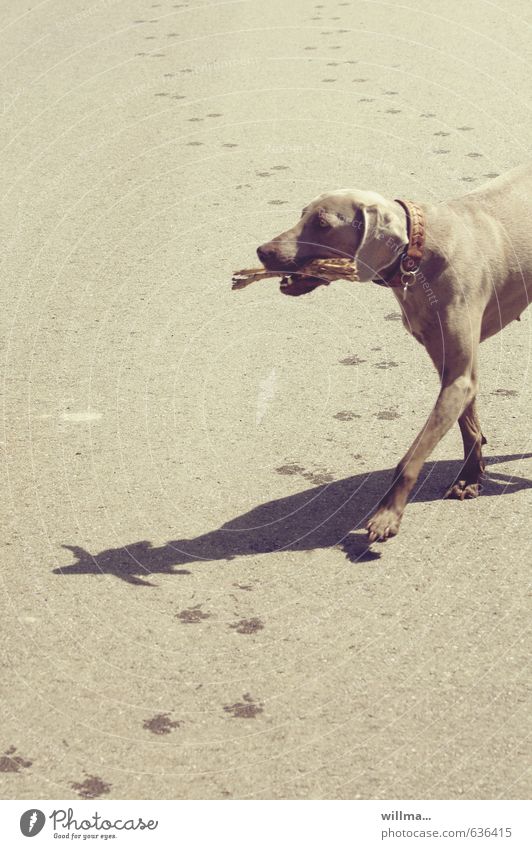 Weimaraner Hund mit Stöckchen im Maul läuft neben der Spur Haustier Tier laufen braun Spuren Stock Hundehalsband sommerlich Tia Stöckchen holen Schatten gehen