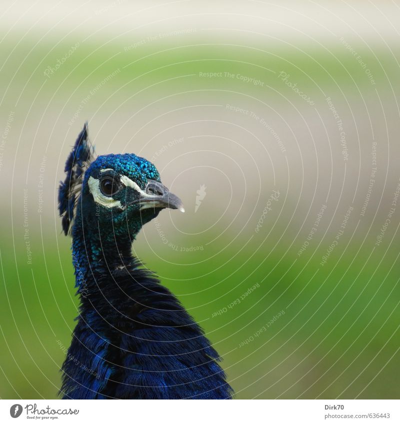 Stolz wie ein Pfau Tier Garten Park Haustier Vogel Feder Blauer Pfau 1 beobachten glänzend leuchten ästhetisch exotisch schön blau grün schwarz türkis weiß